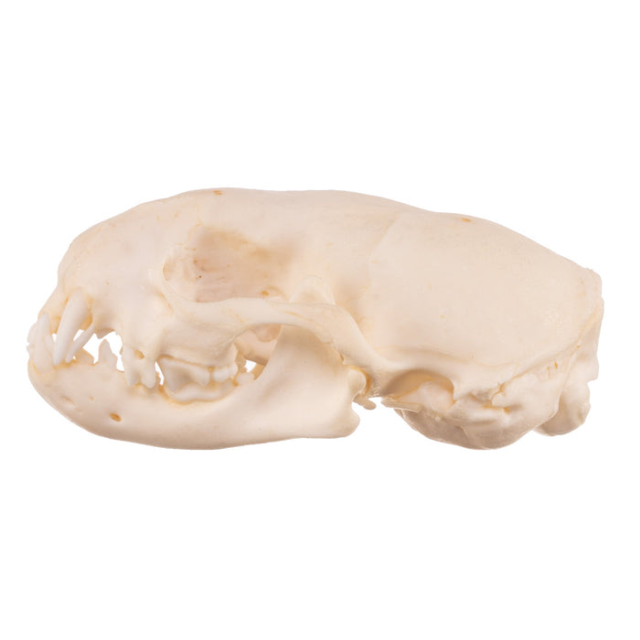 Real Ferret Skull - Adolescent