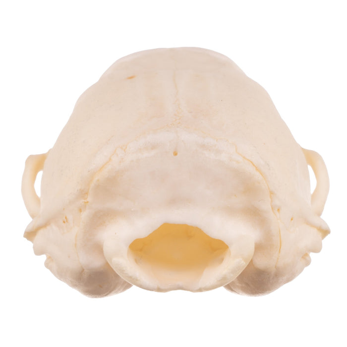 Real Ferret Skull - Adolescent