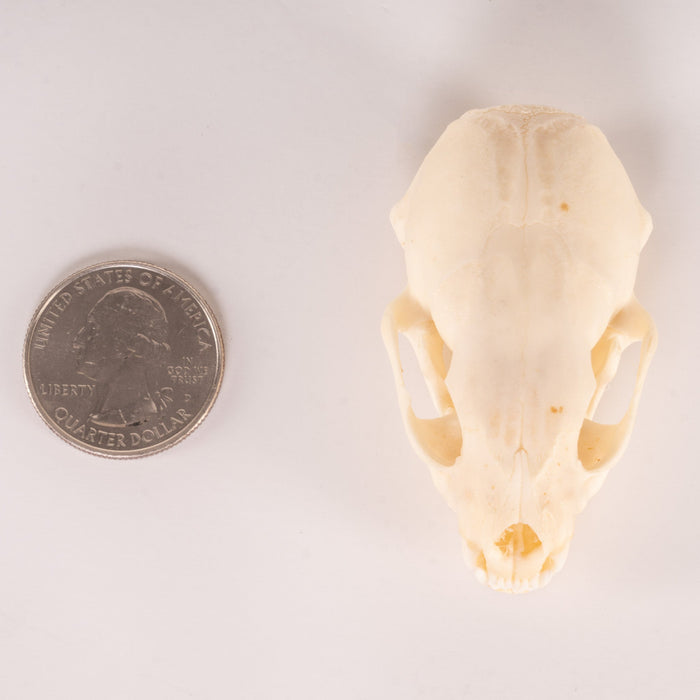 Real Ferret Skull - Adolescent