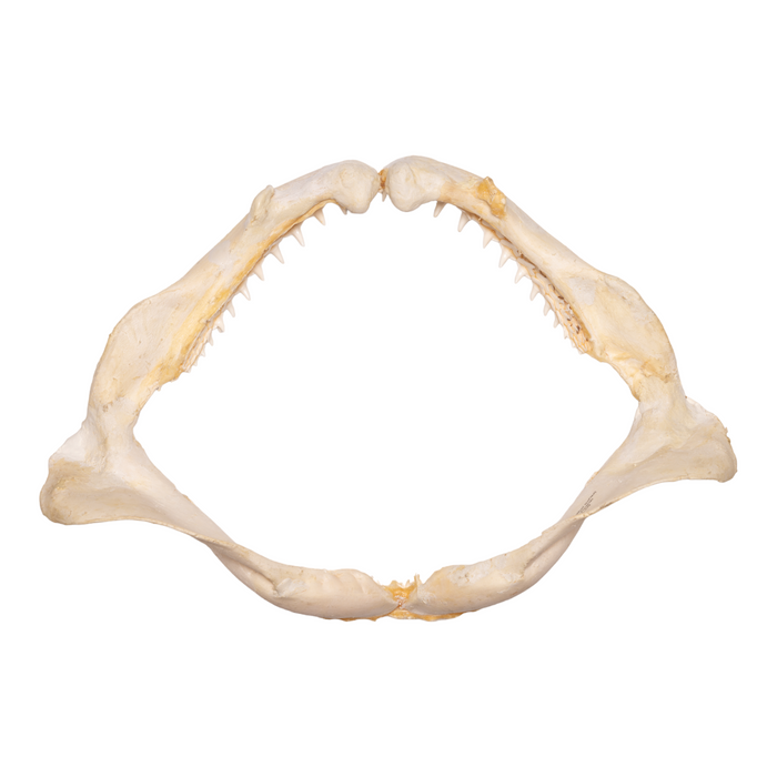 Real Sicklefin Lemon Shark Jaw - Extra Large
