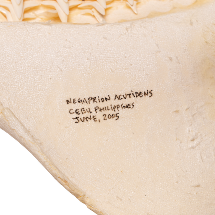 Real Sicklefin Lemon Shark Jaw - Extra Large