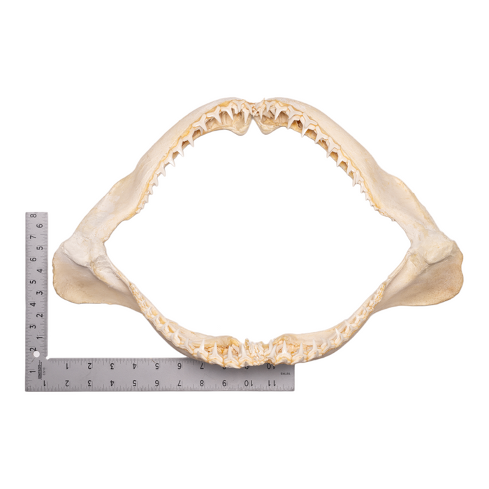Real Sicklefin Lemon Shark Jaw - Extra Large