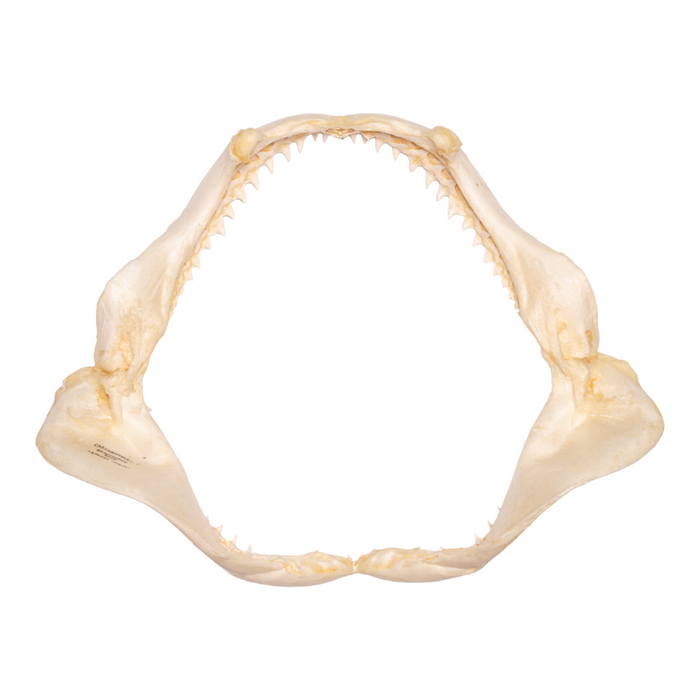 Real Copper Shark Jaw - Large