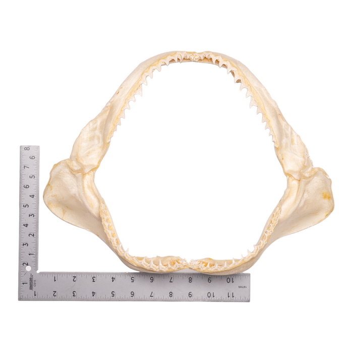 Real Copper Shark Jaw - Large