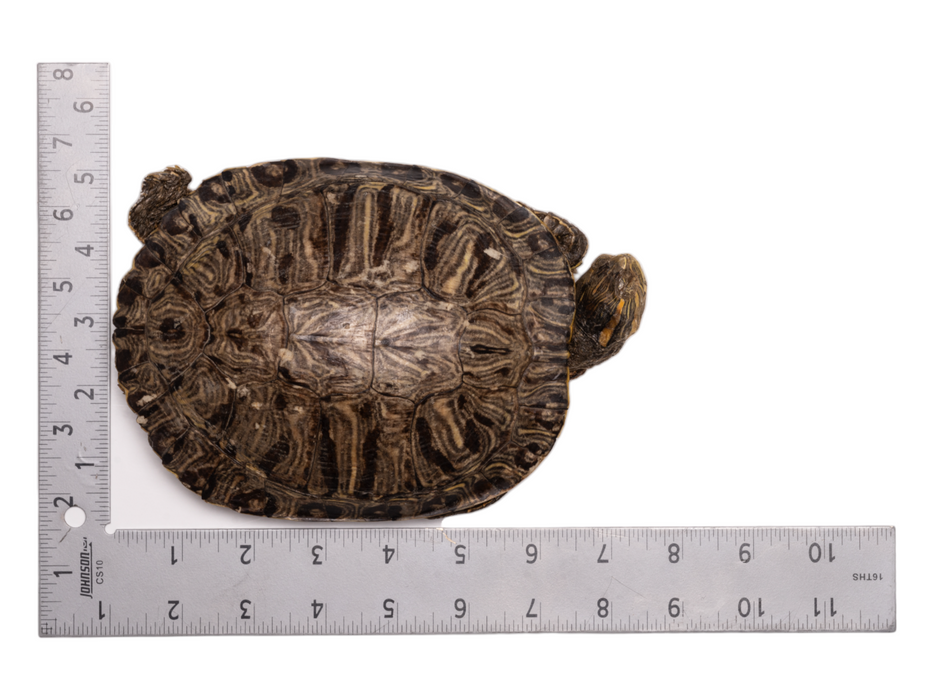 Real Preserved Red-Eared Slider - Freeze Dried