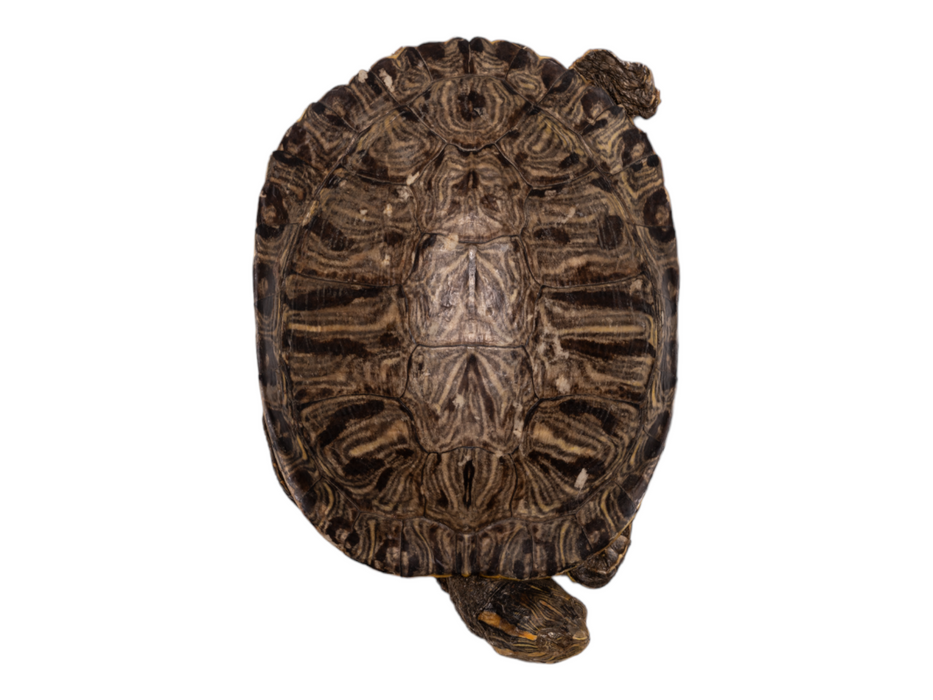 Real Preserved Red-Eared Slider - Freeze Dried