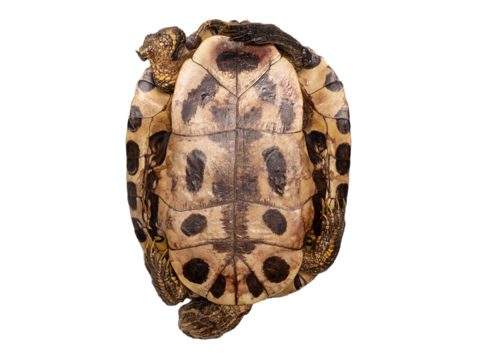 Real Preserved Red-Eared Slider - Freeze Dried