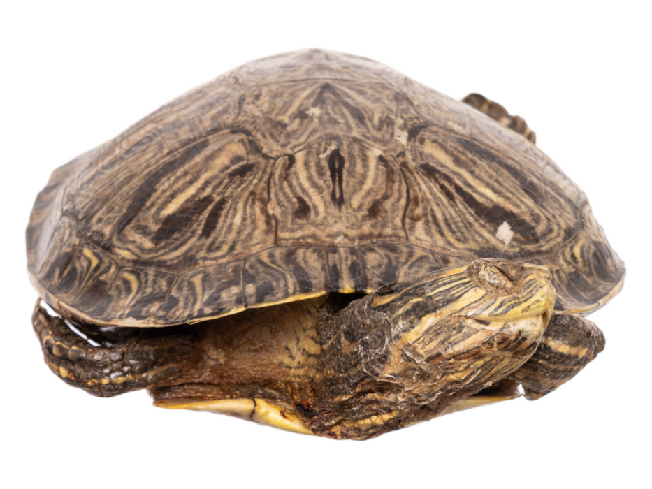 Real Preserved Red-Eared Slider - Freeze Dried
