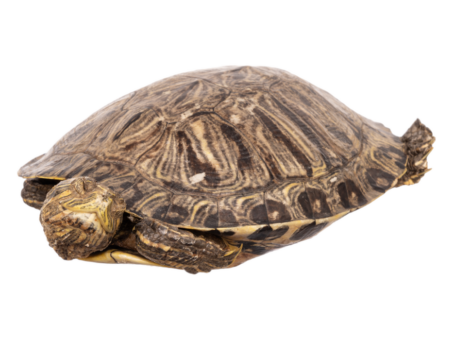 Real Preserved Red-Eared Slider - Freeze Dried
