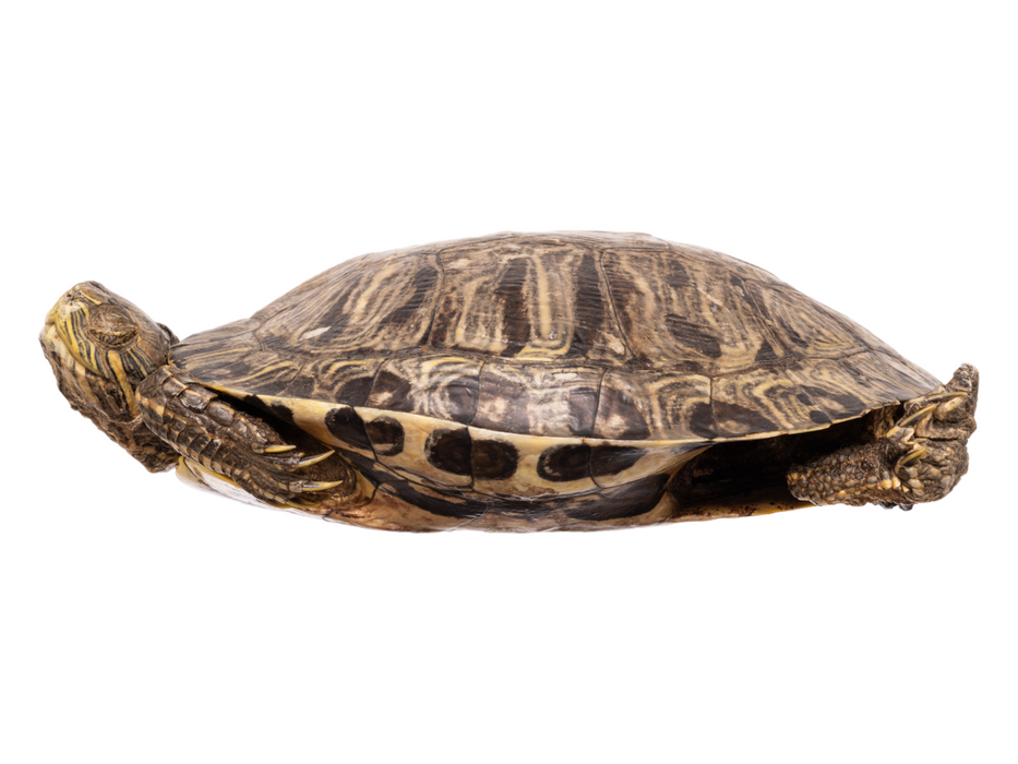 Real Preserved Red-Eared Slider - Freeze Dried