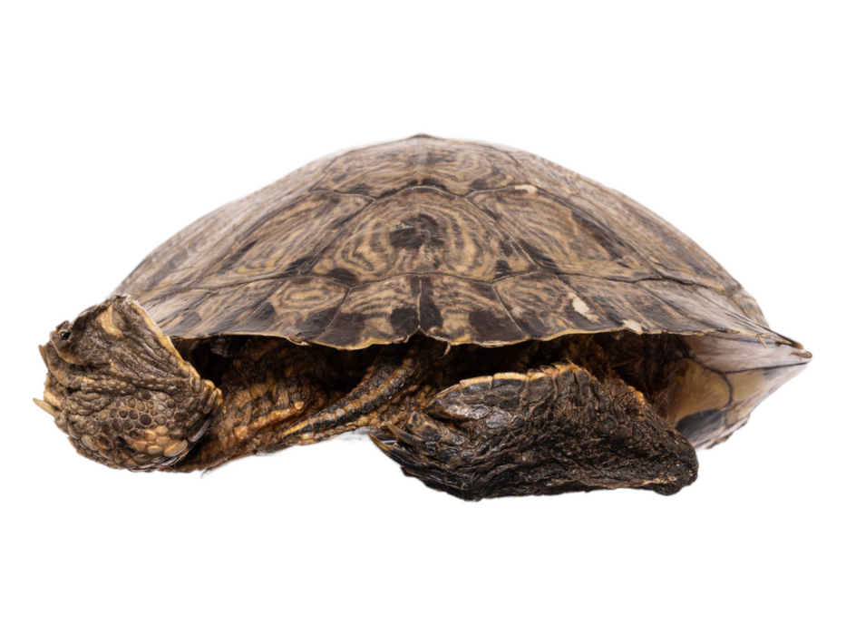 Real Preserved Red-Eared Slider - Freeze Dried