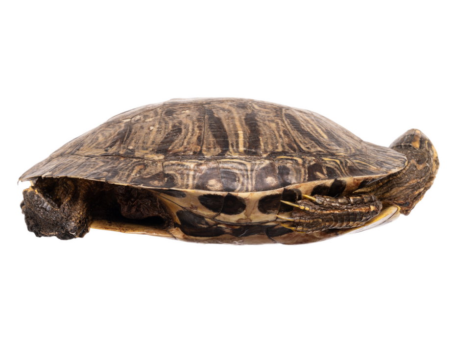 Real Preserved Red-Eared Slider - Freeze Dried