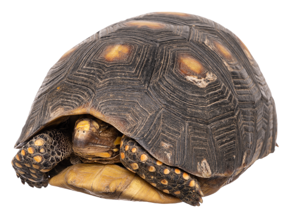 Real Preserved Red-footed Tortoise - Freeze Dried