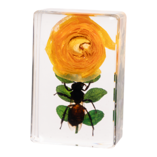 Real Insect and Flower in Acrylic
