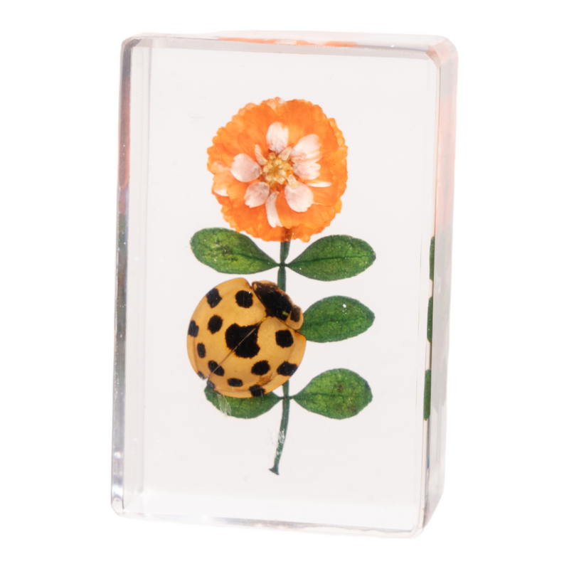 Real Insect and Flower in Acrylic