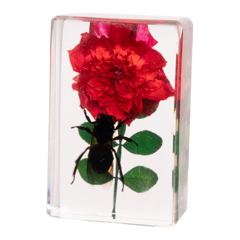 Real Insect and Flower in Acrylic