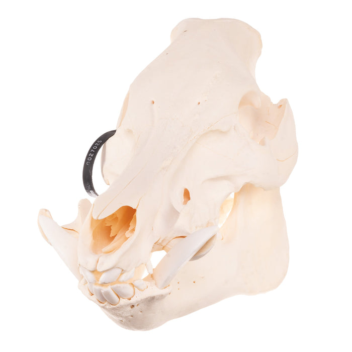 Real Wild Boar Skull - Pathology