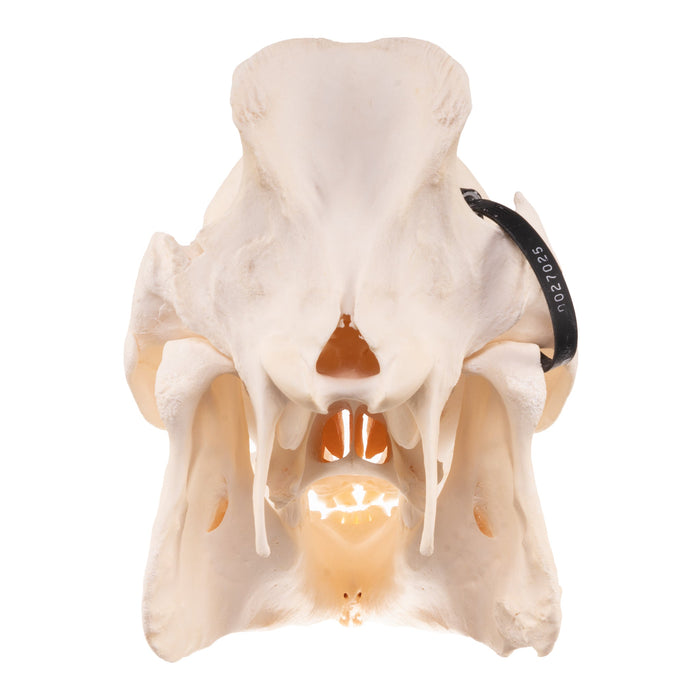 Real Wild Boar Skull - Pathology