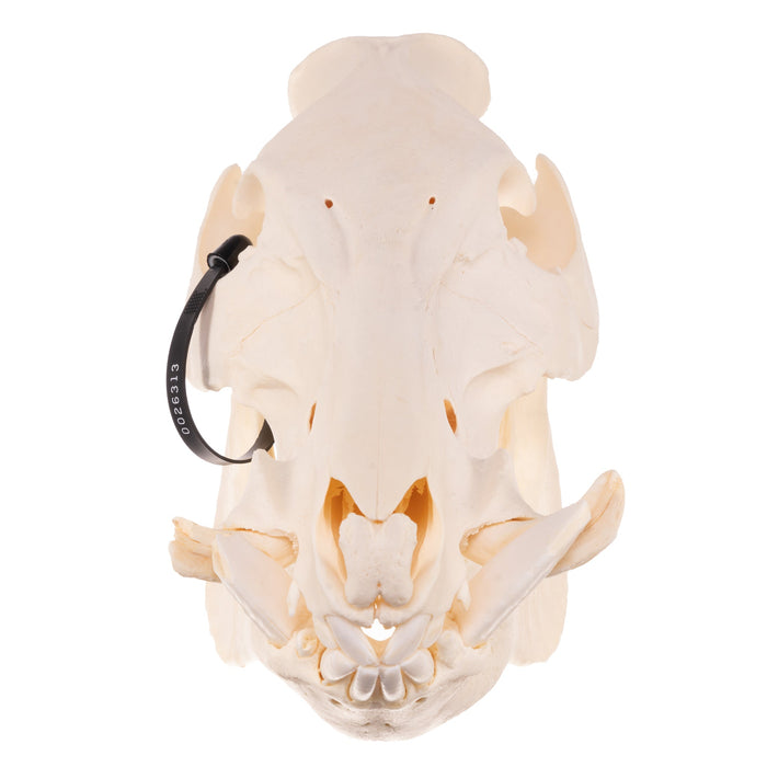 Real Wild Boar Skull with Proboscis Bone
