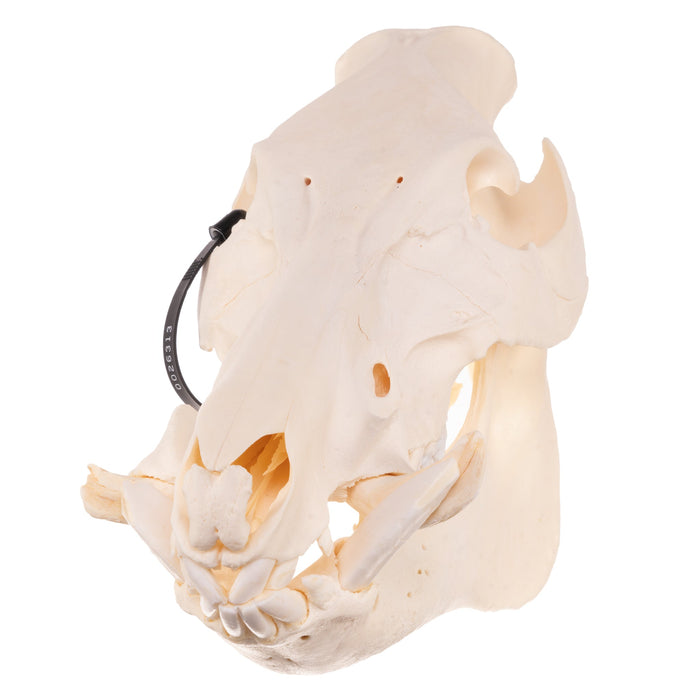 Real Wild Boar Skull with Proboscis Bone