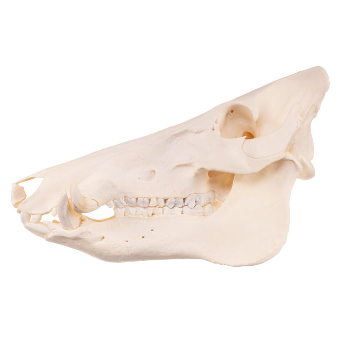Real Wild Boar Skull with Proboscis Bone