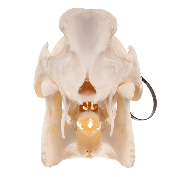 Real Wild Boar Skull with Proboscis Bone