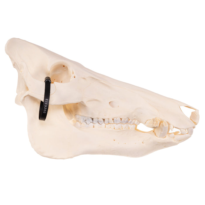 Real Wild Boar Skull with Proboscis Bone