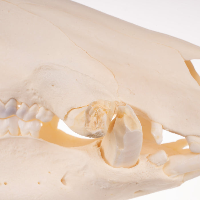 Real Wild Boar Skull with Proboscis Bone