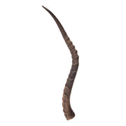 Real Impala Horn - Single