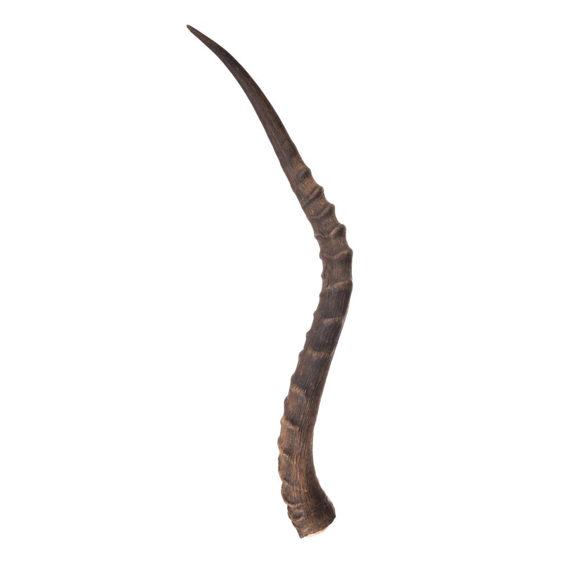 Real Impala Horn - Single