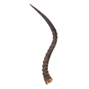 Real Impala Horn - Single