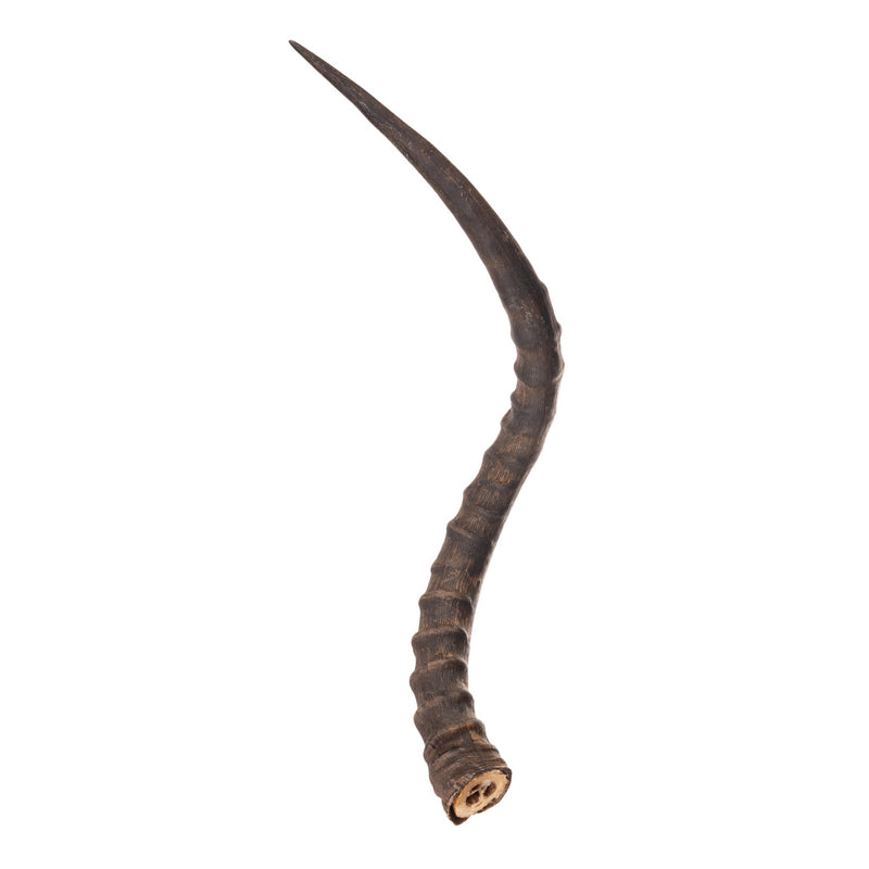 Real Impala Horn - Single