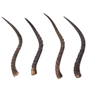 Real Impala Horn - Single