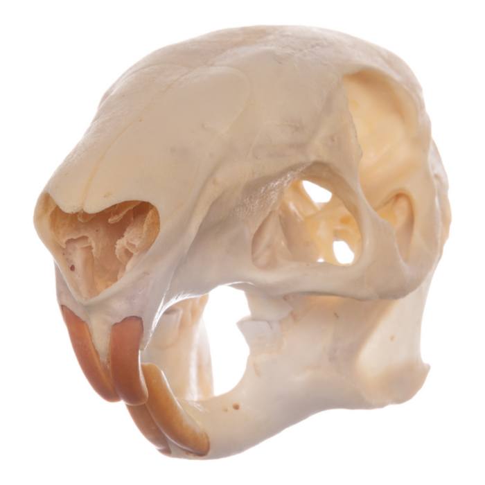 Real Agouti Skull