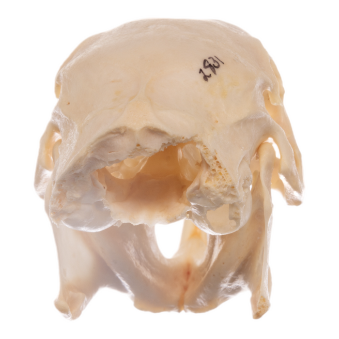 Real Agouti Skull