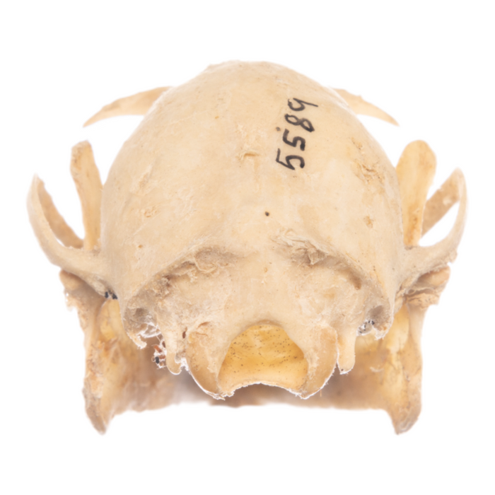 Real Flying Fox Skull