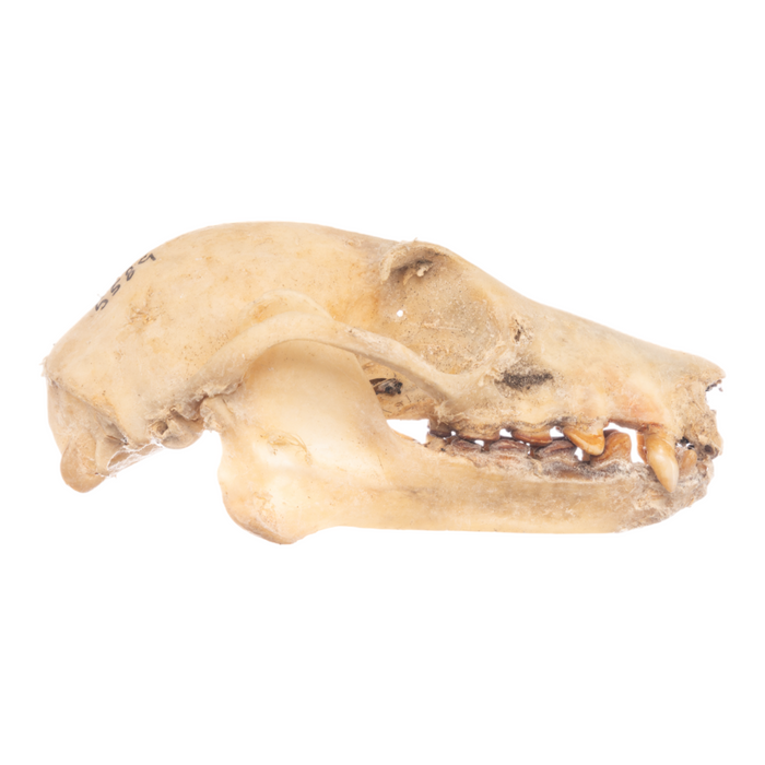 Real Flying Fox Skull
