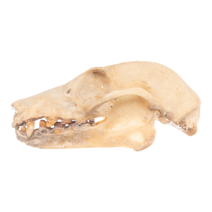 Real Flying Fox Skull