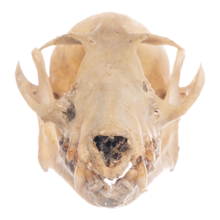 Real Flying Fox Skull