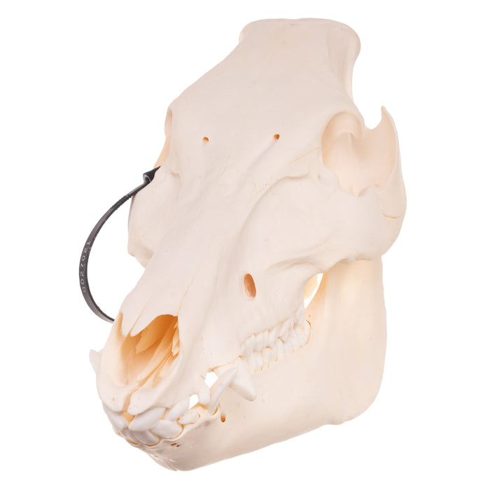 Real Domestic Pig Skull - Young Adult