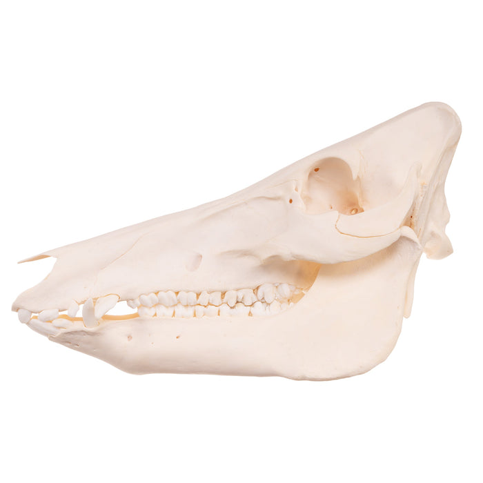 Real Domestic Pig Skull - Young Adult