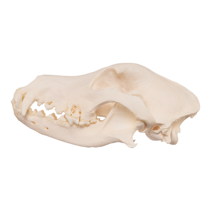 Real Domestic Dog Skull - German Shepherd