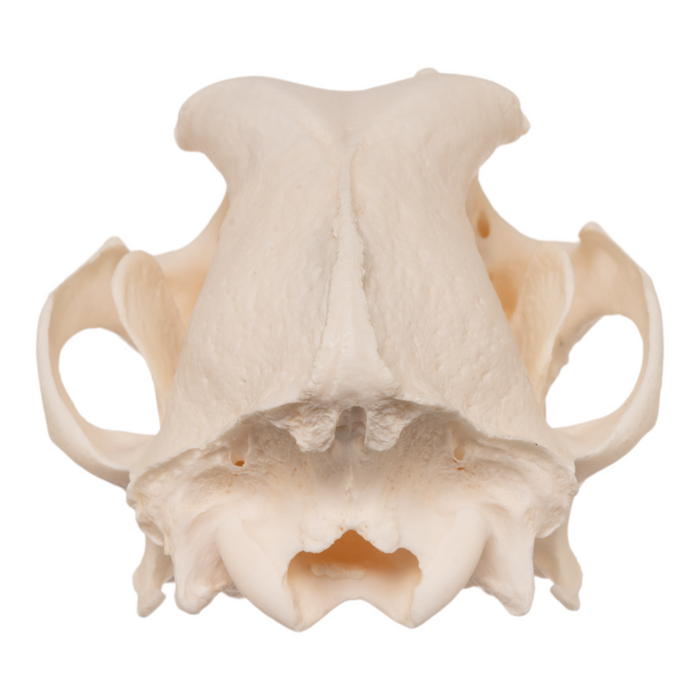 Real Domestic Dog Skull - German Shepherd