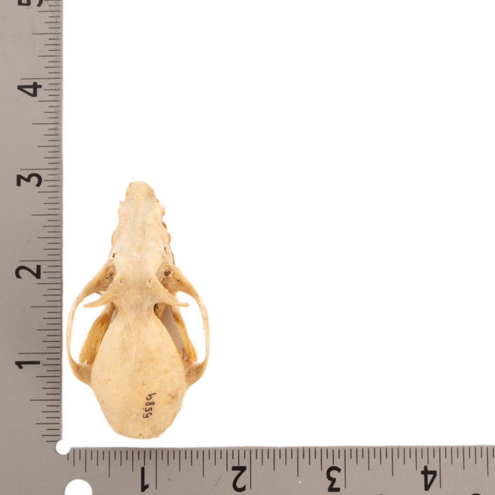 Real Flying Fox Skull