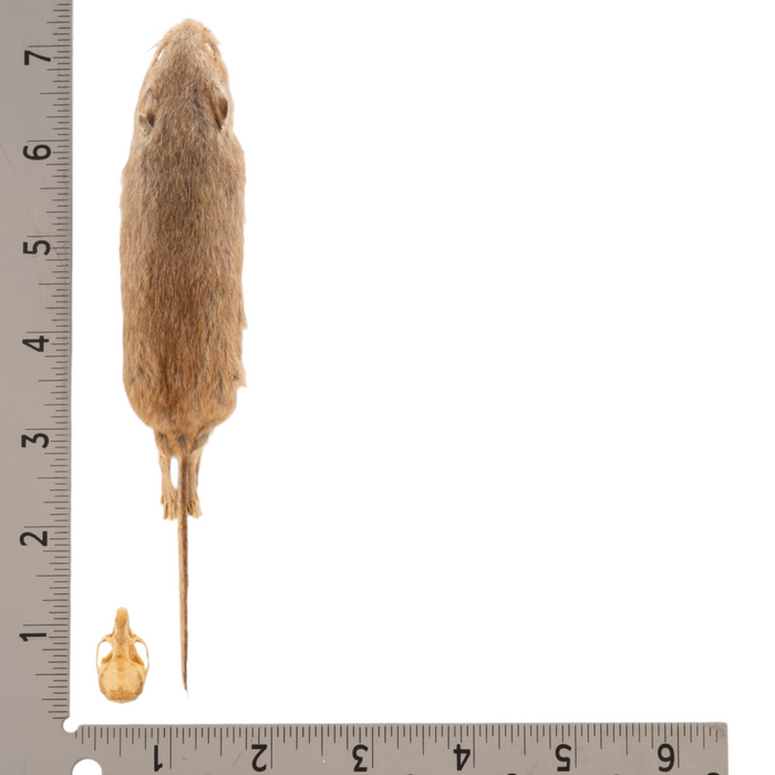 Real Deer Mouse Study Skin and Skull