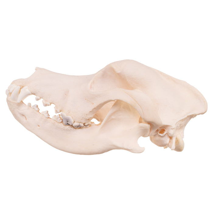 Real Domestic Dog Skull - Great Dane