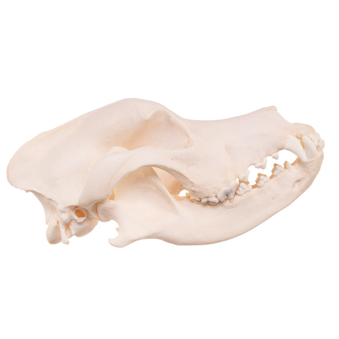 Real Domestic Dog Skull - Great Dane