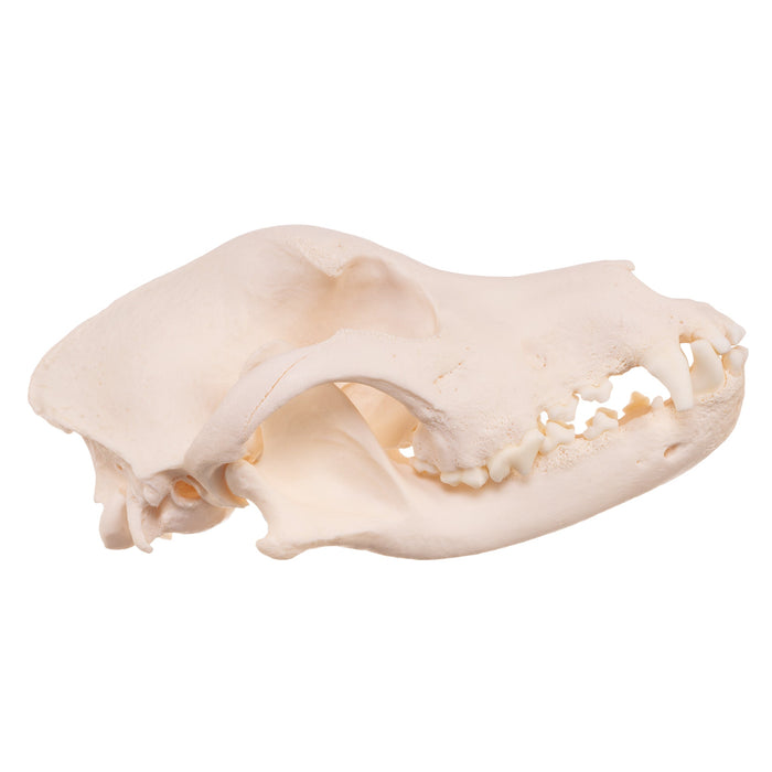 Real Domestic Dog Skull - Rottweiler