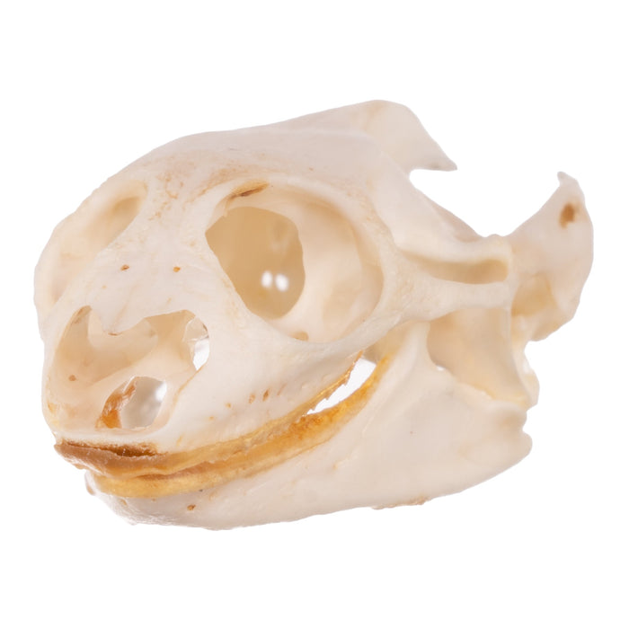 Real Softshell Turtle Skull