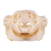 Real Softshell Turtle Skull